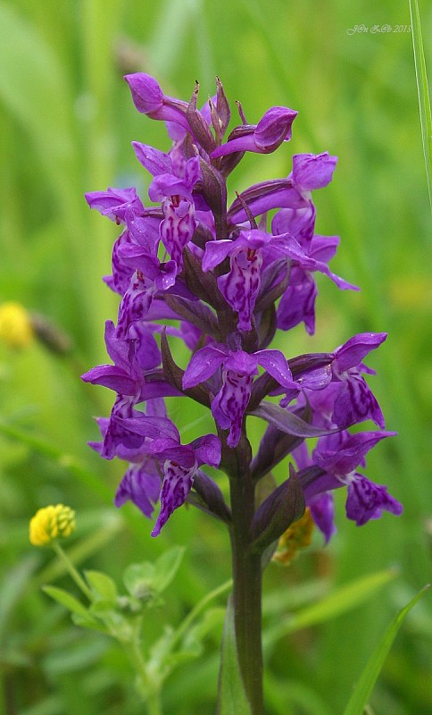 vstavačovec májový pravý Dactylorhiza majalis subsp. majalis (Reincherb.) Hunt & Summerh.