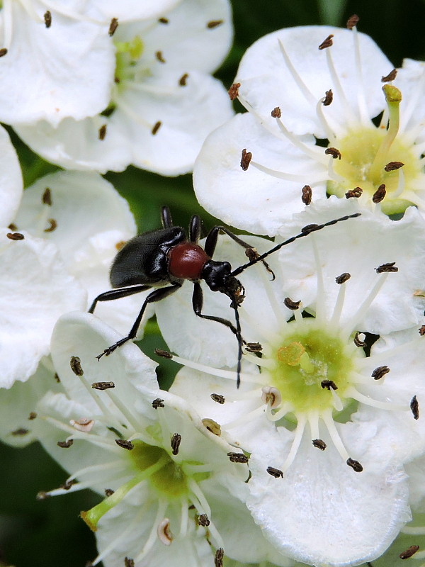 fuzáč  Dinoptera collaris