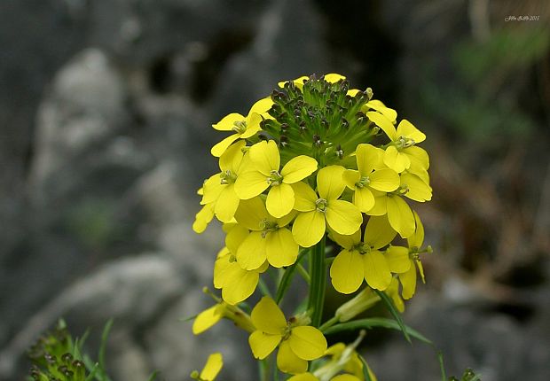 horčičník voňavý Erysimum odoratum P. Gaertn., B. Mey. et Scherb.