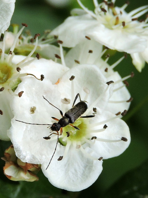 fuzáč Grammoptera ruficornis