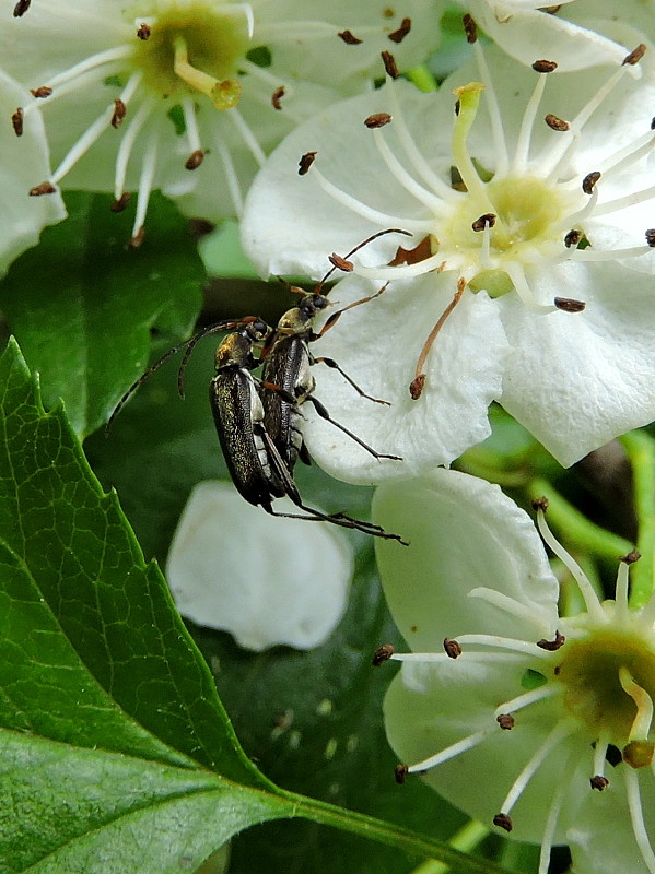 fuzáč Grammoptera ruficornis