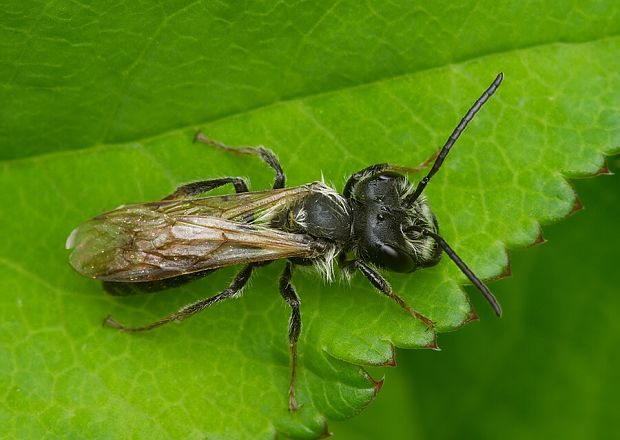 ploskočelka Halictus sp.