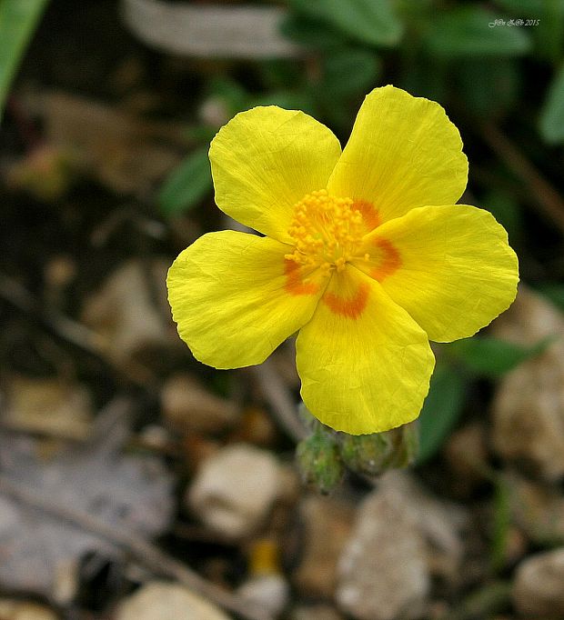 devätorník veľkokvetý Helianthemum grandiflorum (Scop.) DC.