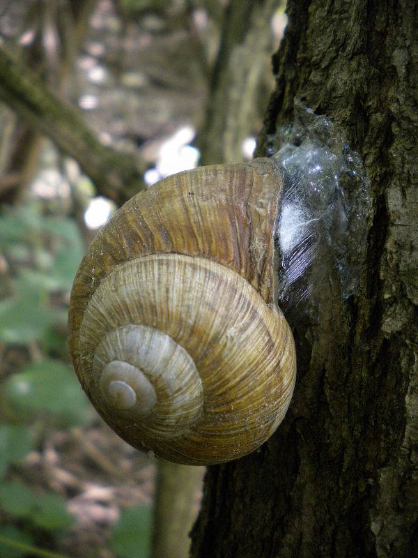 slimák záhradný Helix pomatia