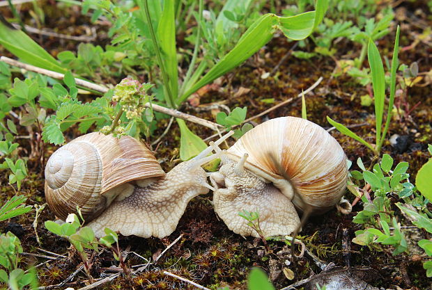 slimák záhradny Helix pomatia