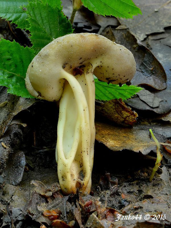 chriapač kalíškovitý Helvella acetabulum (L.) Quél.