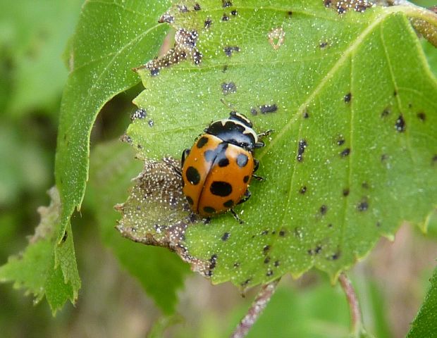 lienka / slunéčko  Hippodamia notata