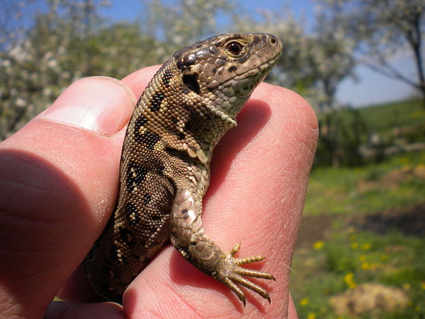 jašterica krátkohlavá Lacerta agilis