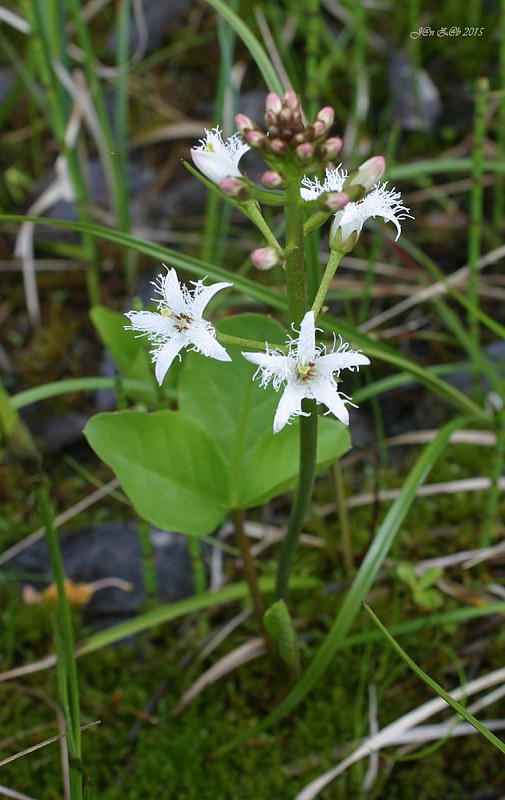 vachta trojlistá Menyanthes trifoliata L.