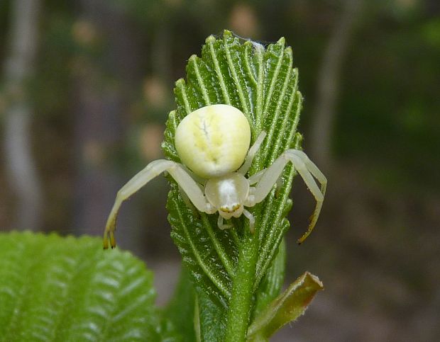 kvetárik dvojtvarý / běžník kopretinový  Misumena vatia