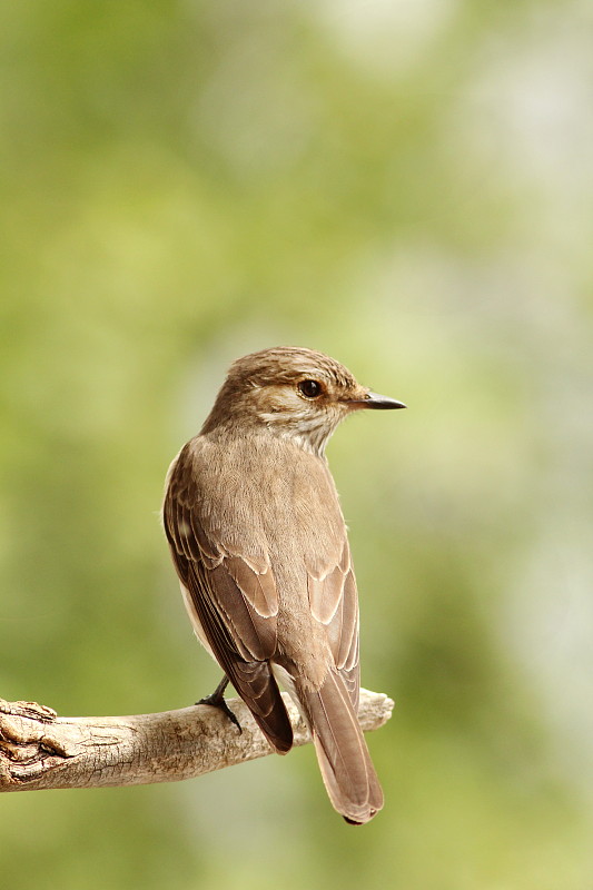 muchárik sivý Muscicapa striata