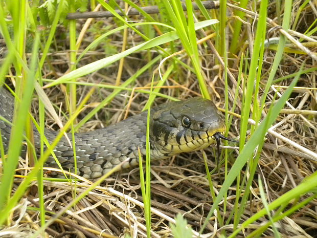 užovka obojková Natrix natrix