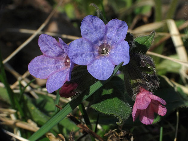 pľúcnik tmavý Pulmonaria obscura Dumort.