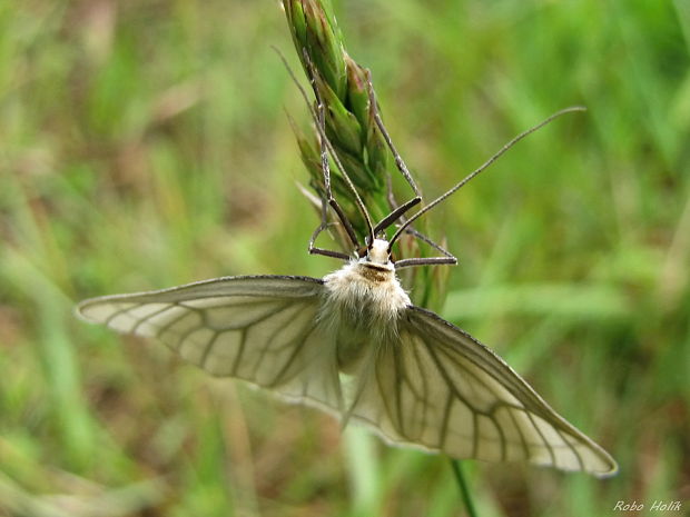 piadivka žilkovaná Siona lineata