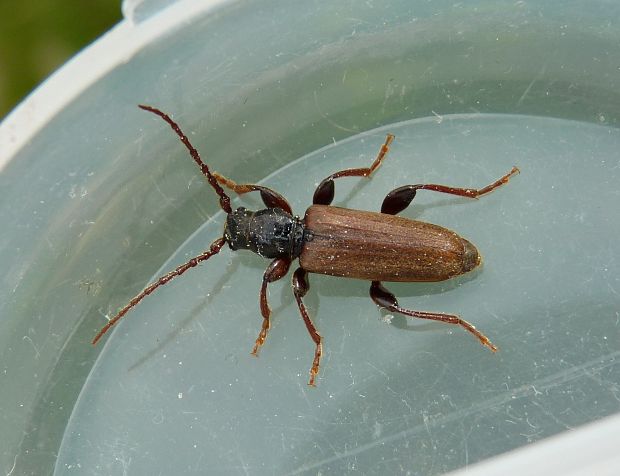 fuzáč smrekový / tesařík smrkový Tetropium castaneum