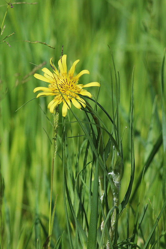 kozobrada lúčna Tragopogon pratensis L.