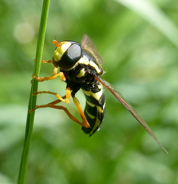 pestrica ♂ Xanthogramma citrofasciatum