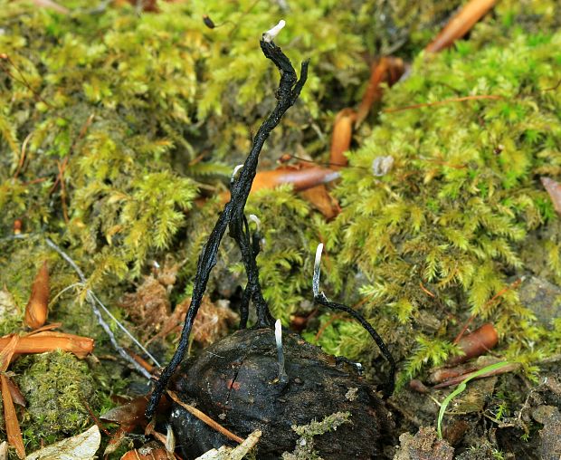 drevnatec bukový Xylaria carpophila (Pers.) Fr.