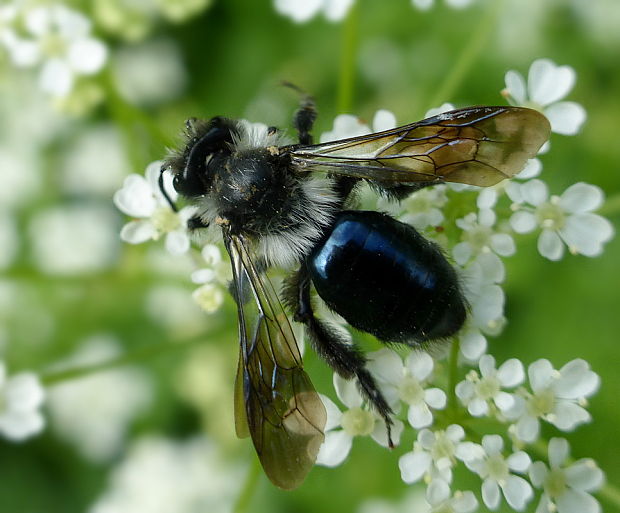 pieskárka Andrena cineraria