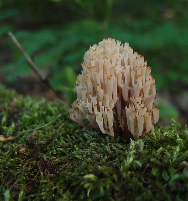 korunovec svietnikovitý Artomyces pyxidatus (Pers.) Jülich