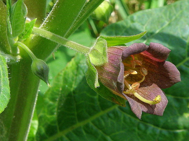 ľuľkovec zlomocný Atropa bella-donna L.