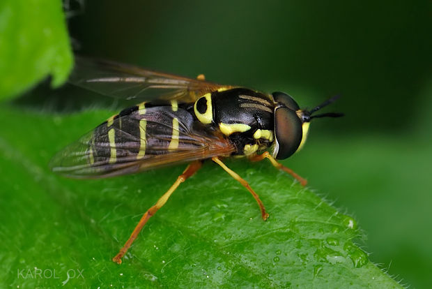 pestrica Chrysotoxum festivum