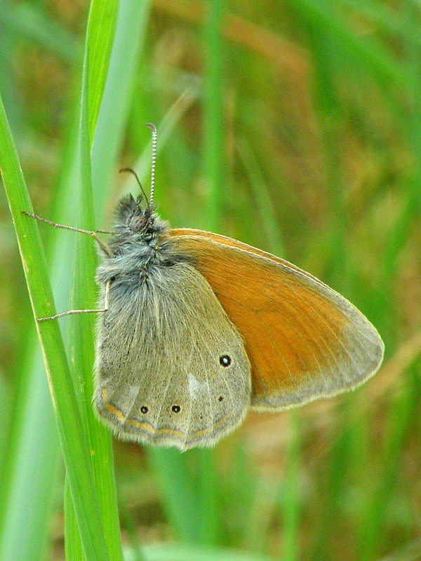 očkáň traslicový  Coenonympha glycerion