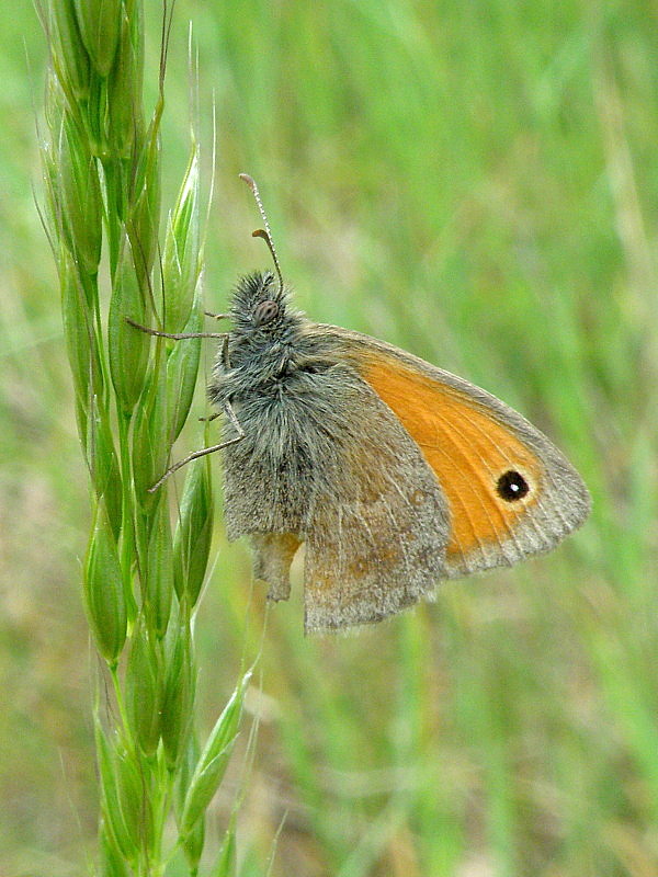 očkáň pohánkový  Coenonympha pamphilus