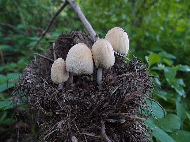 hnojník Coprinus sp.