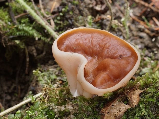 discinka Discina sp. (E. Rahm ex Donadini) Harmaja