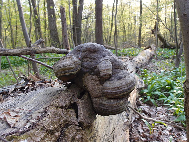 práchnovec kopytovitý Fomes fomentarius (L.) J.J. Kickx