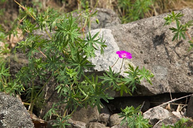 pakost krvavý Geranium sanguineum L.