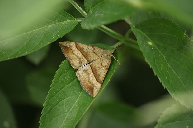 pamora žihľavová Hypena proboscidalis