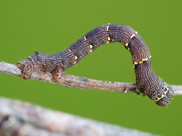 piadivka chlpatá Lycia hirtaria