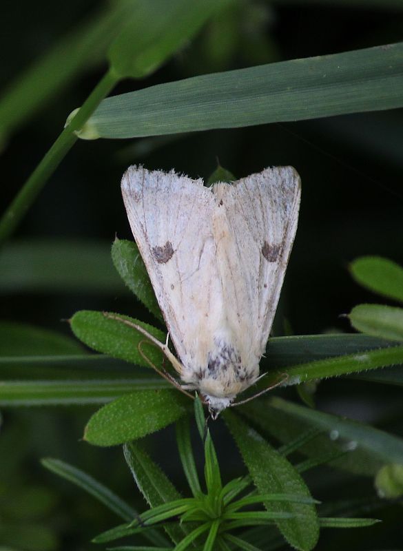 morica kozincová Lygephila pastinum