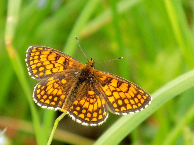 hnedáčik skorocelový Melitaea athalia