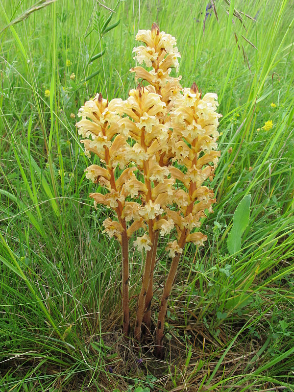 záraza žltá Orobanche lutea Baumg.