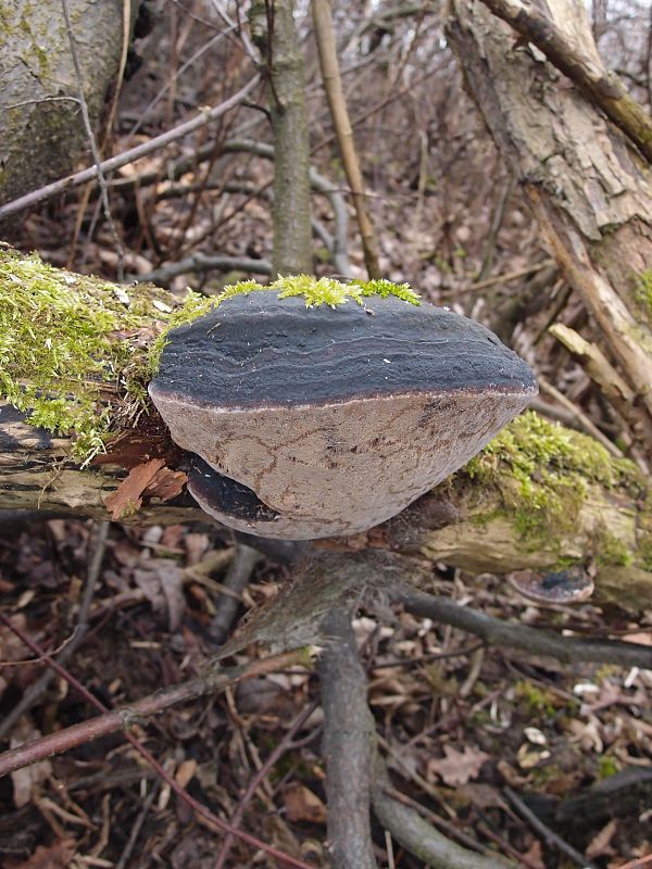 ohňovec obyčajný Phellinus igniarius (L.) Quél.