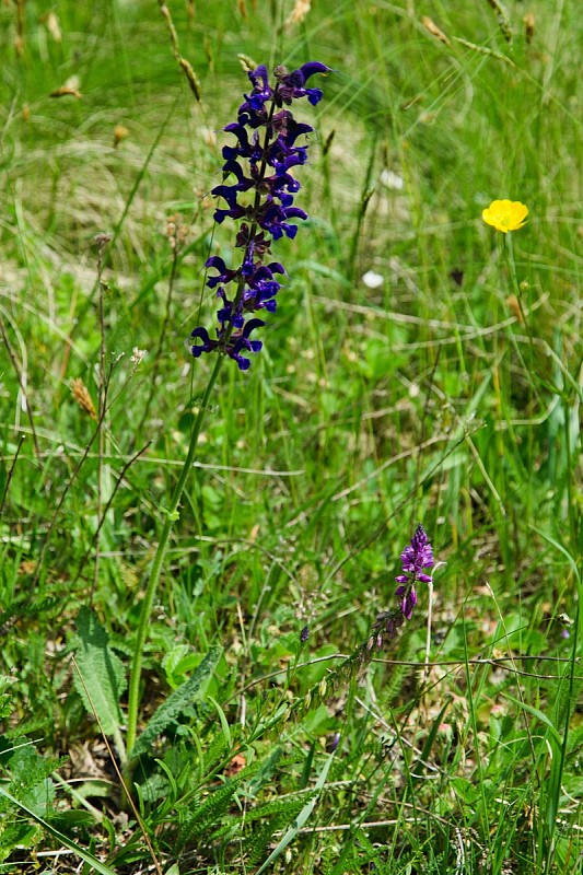 šalvia lúčna Salvia pratensis L.