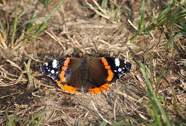 babôčka admirálska  Vanessa atalanta