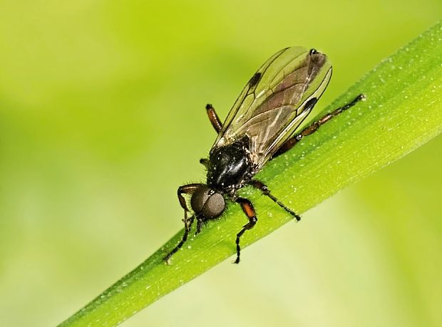 mušica Bibio johannis ♂