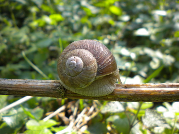 slimák záhradný Helix pomatia