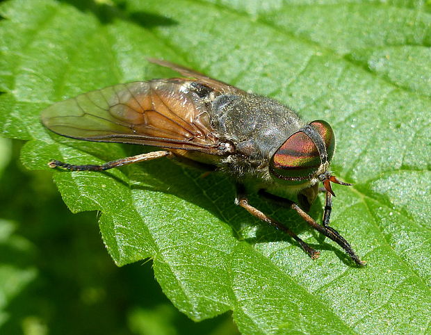 ovad Hybomitra distinguenda