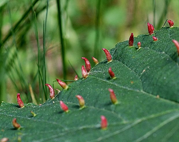 vlnovník lieskovy Phytoptus avellanae