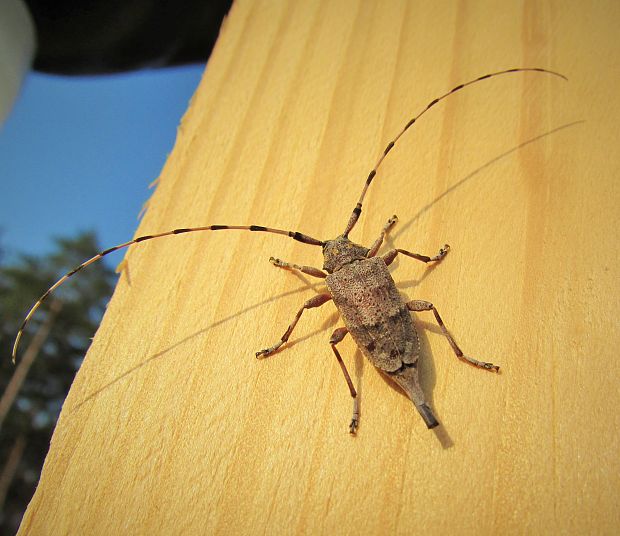 vrzúnik borovicový   Acanthocinus aedilis