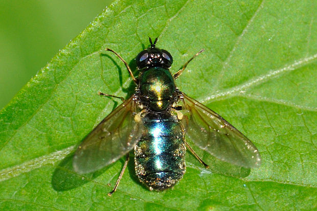 bránivka Chloromyia formosa