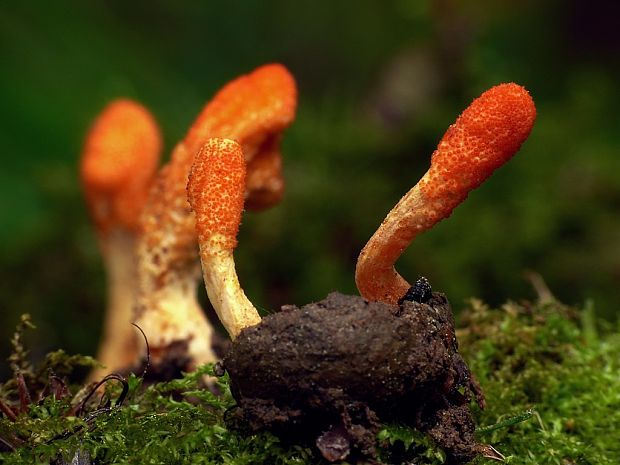 žezlovka hmyzová Cordyceps militaris (Fr.) Link