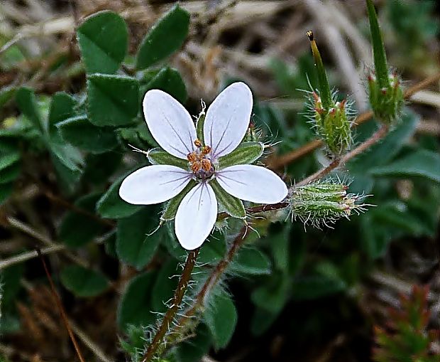 bociannik rozpukovitý Erodium cicutarium (L.) L