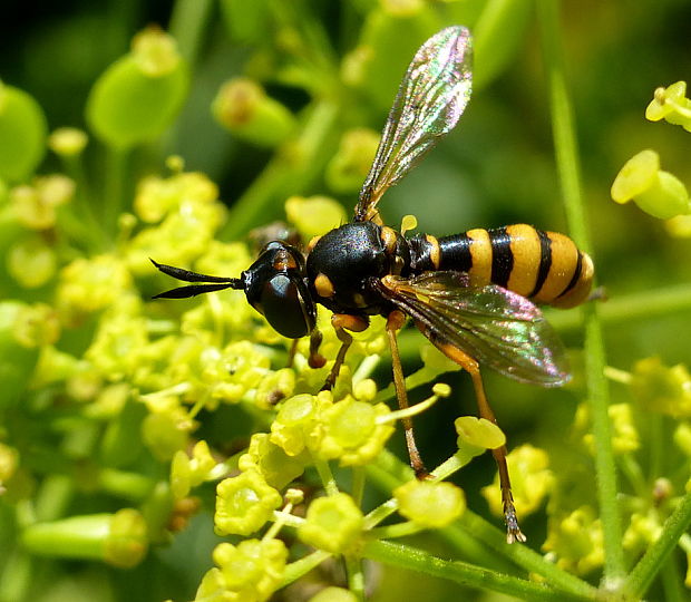 okanka Leopoldius brevirostris