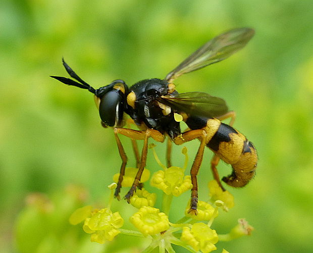 okanka Leopoldius signatus